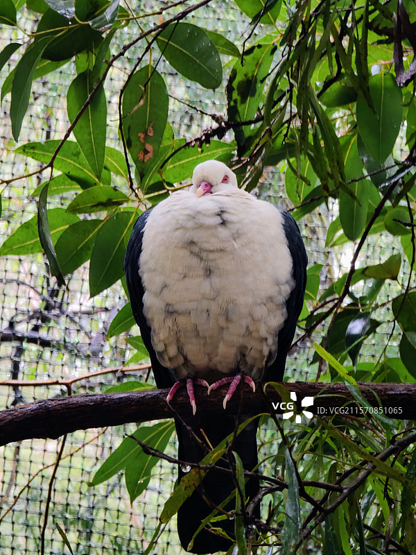 墨尔本Healesville Sanctuary动物园图片素材