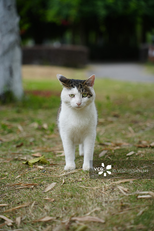 斜刘海猫咪图片素材