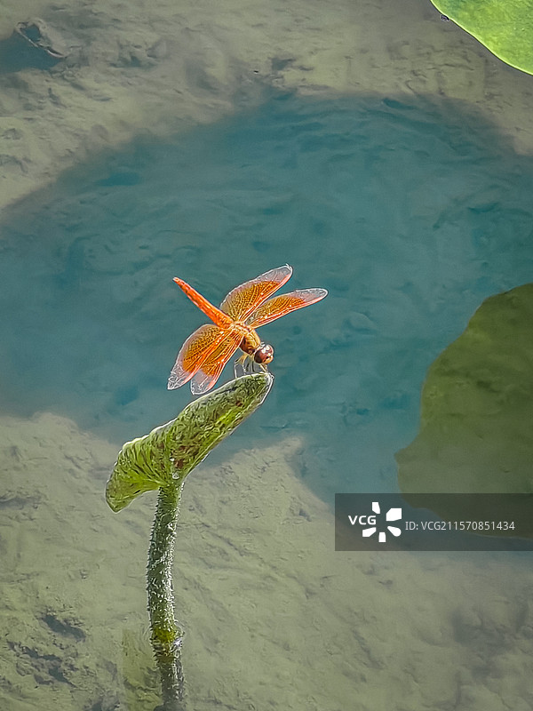 荷尖上的红蜻蜓红蜻蜓落在刚冒头的荷叶尖上，翅膀反光，水底泛着蓝绿色，整个画面安静又养眼。图片素材