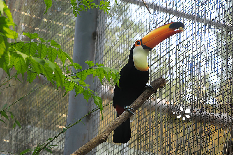 巨嘴鸟静栖枯枝图片素材