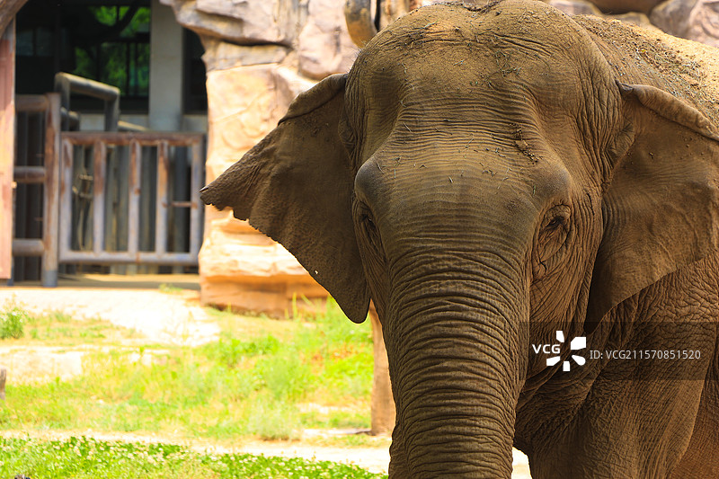 大象静处石舍旁图片素材