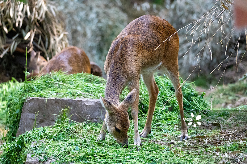 南京红山动物园獐子图片素材