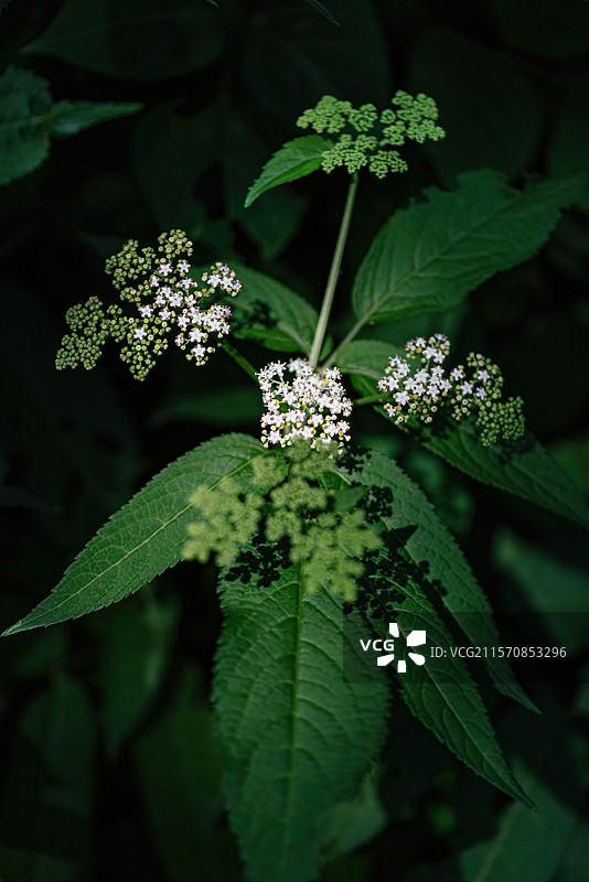 接骨草图片素材