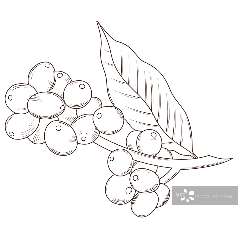 咖啡植物素描图片素材
