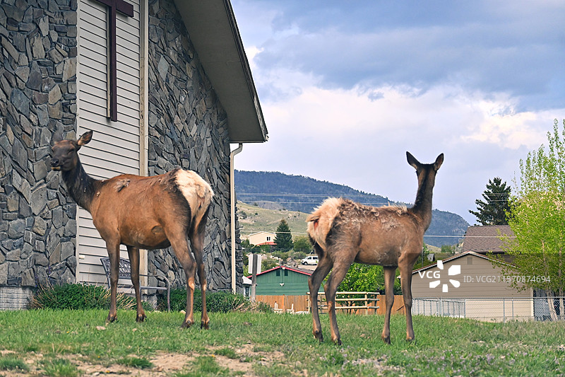 黄石公园-野生麋鹿图片素材