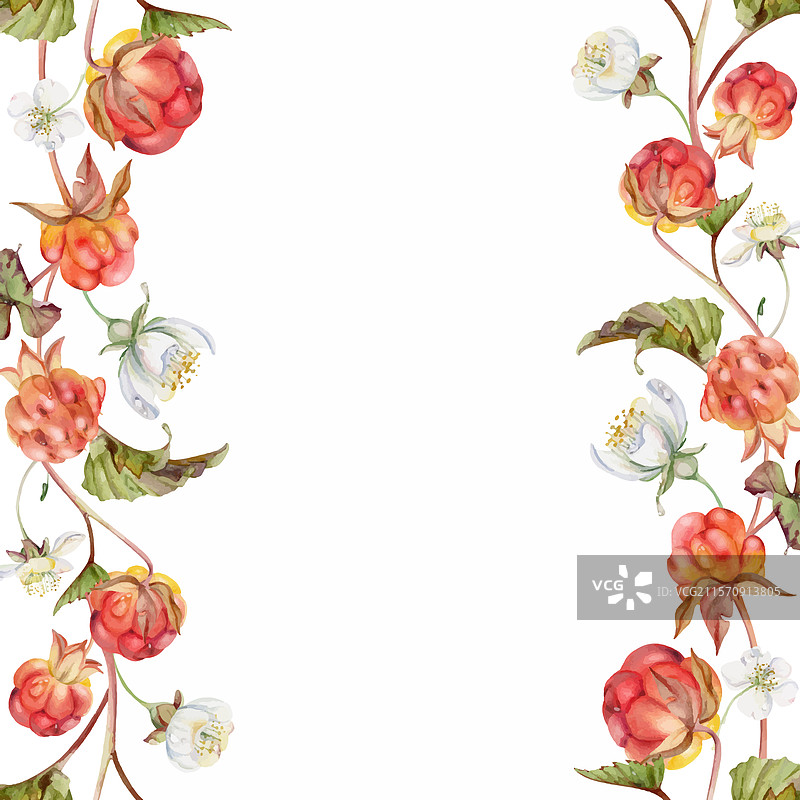 云莓、覆盆子与秋季的白色花朵图片素材