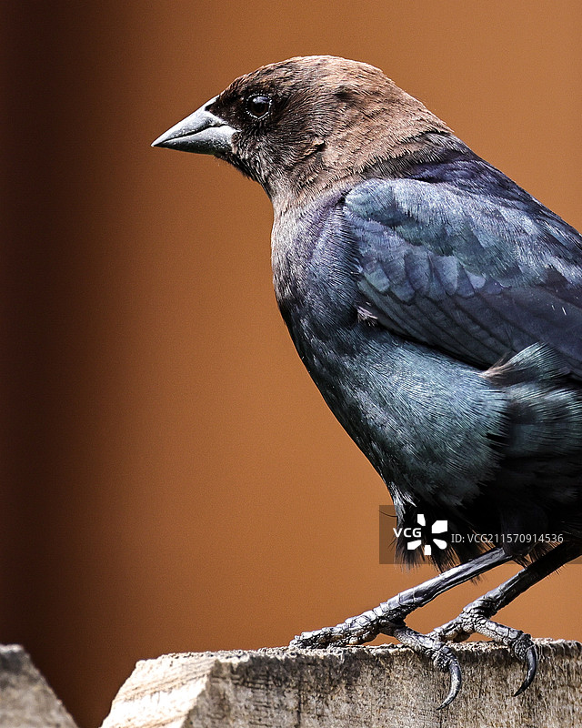 美国内布拉斯加州布莱尔的歌鸲栖息在挡土墙上的特写镜头图片素材