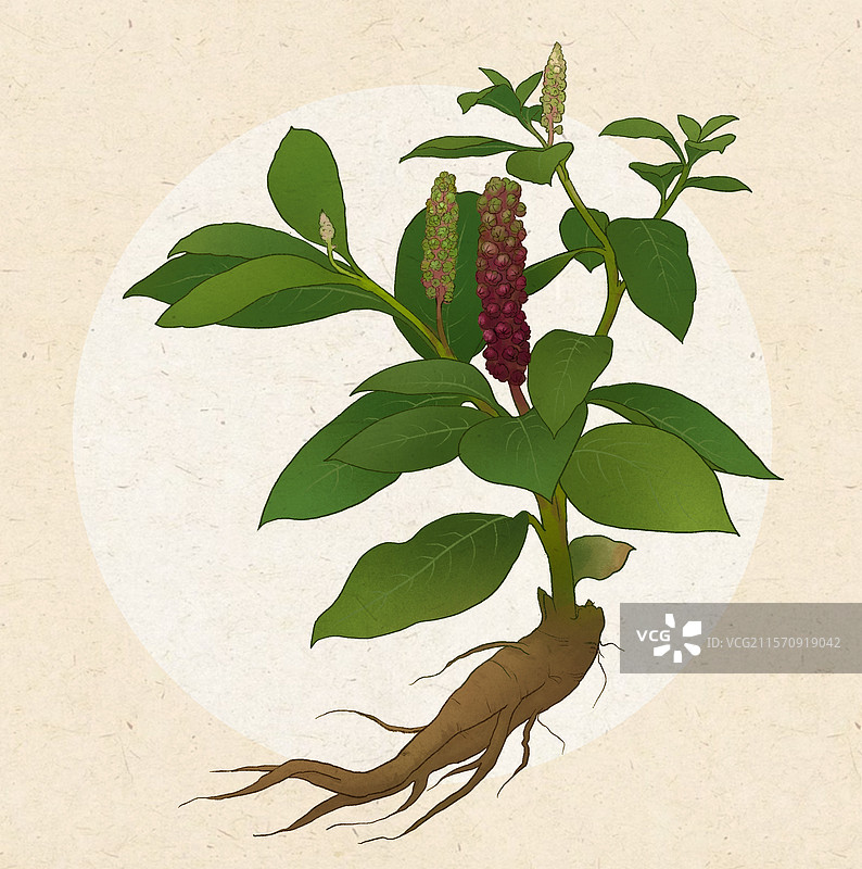 商路中草药图片素材