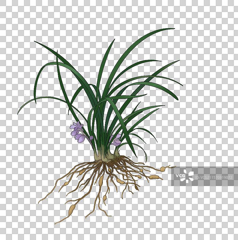 麦冬麦门冬沿阶草图片素材