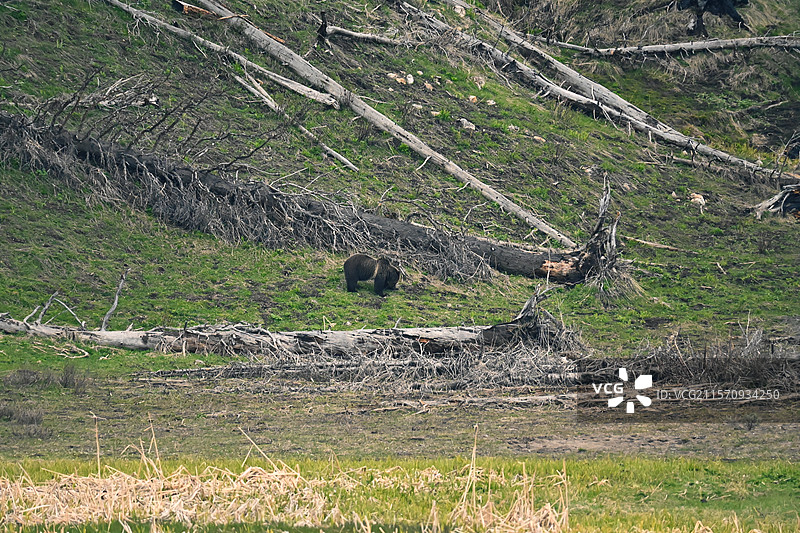 黄石公园-野生熊图片素材