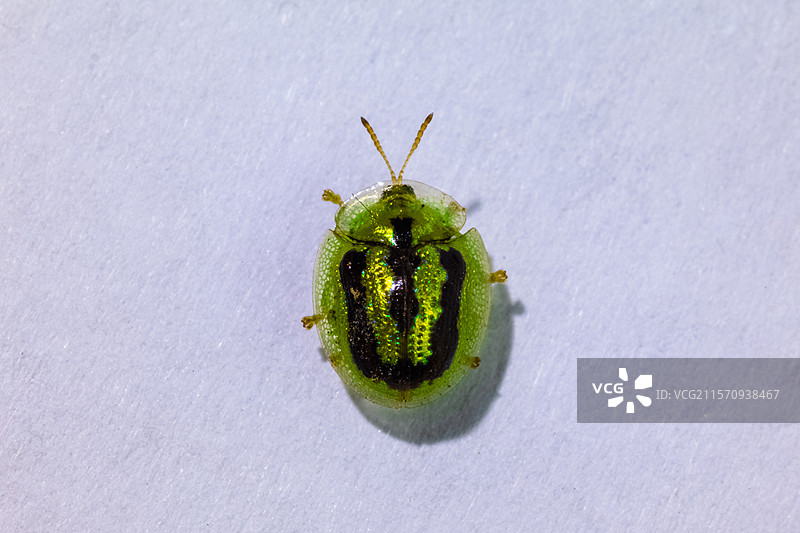 龟甲虫图片素材