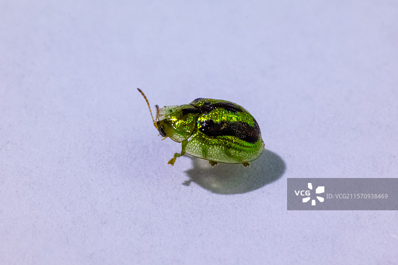 龟甲虫图片素材