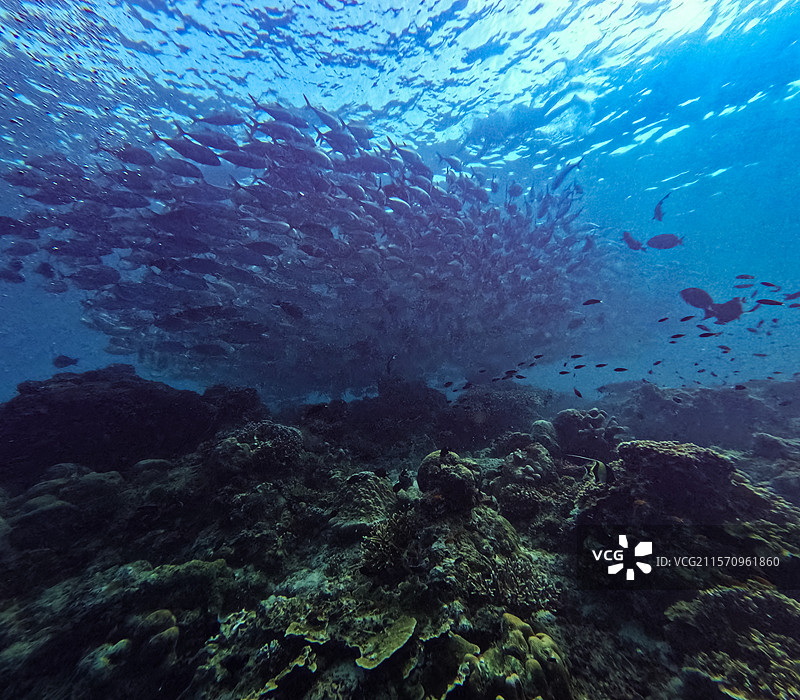 东马来西亚海域的咸水热带鱼特写游动。图片素材