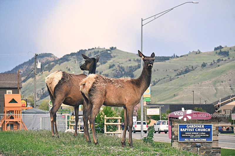 黄石公园-野生麋鹿图片素材