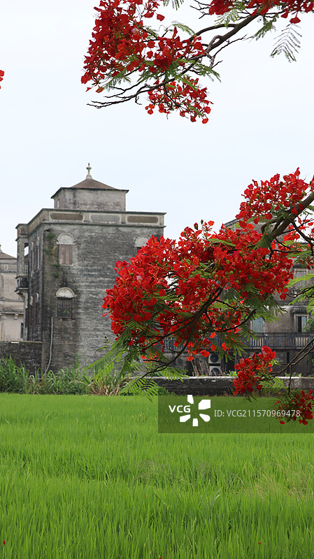 2025年江门台山红色凤凰木花和绿色稻田下的浮月村碉楼图片素材