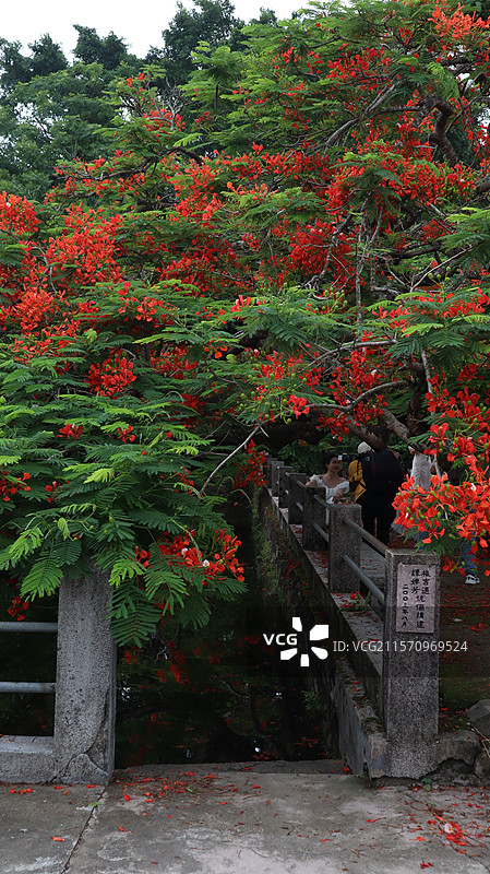 2025年夏天江门台山西头村凤凰木花 毕业季图片素材