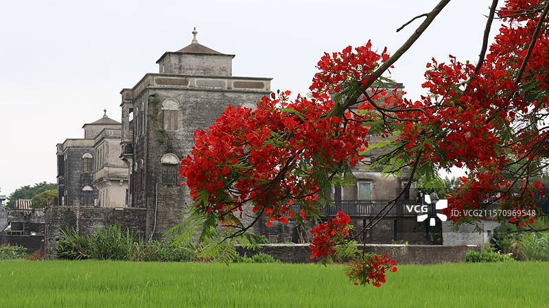 2025年江门台山红色凤凰木花和绿色稻田下的浮月村碉楼图片素材