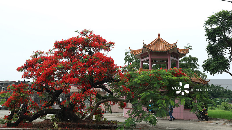 2025年夏天台山朝阳村凤凰木花和凉亭图片素材