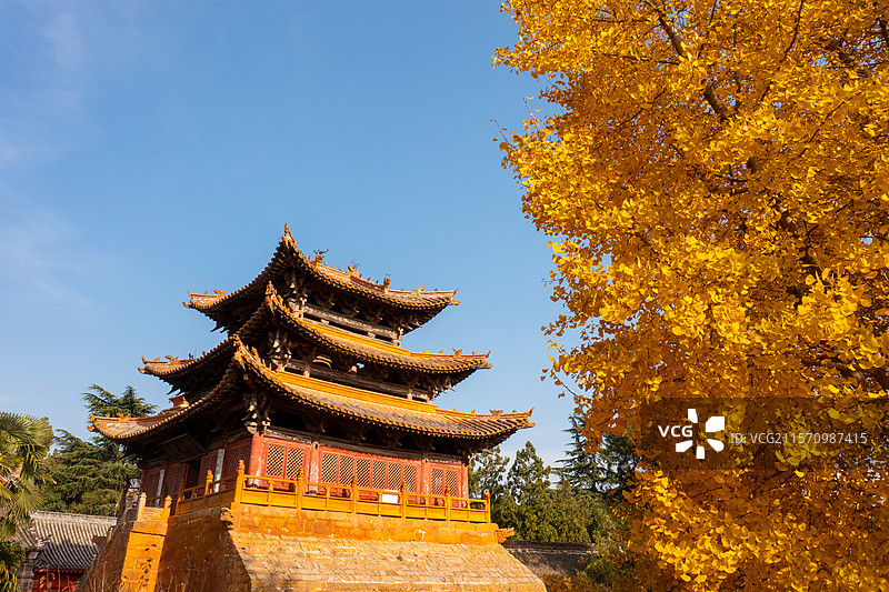 河南平顶山汝州市秋天的风穴寺银杏、古建筑风景图片素材