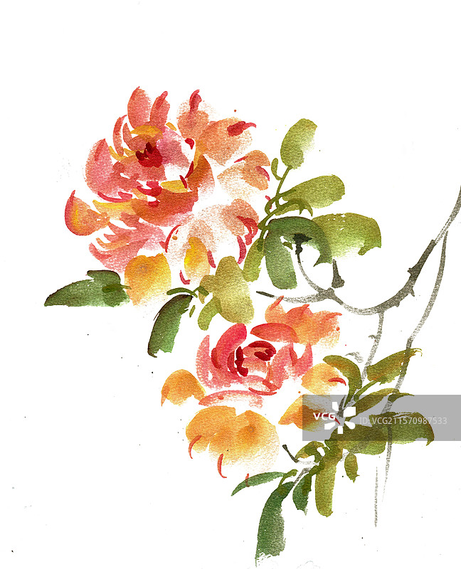 盛开的月季花图片素材