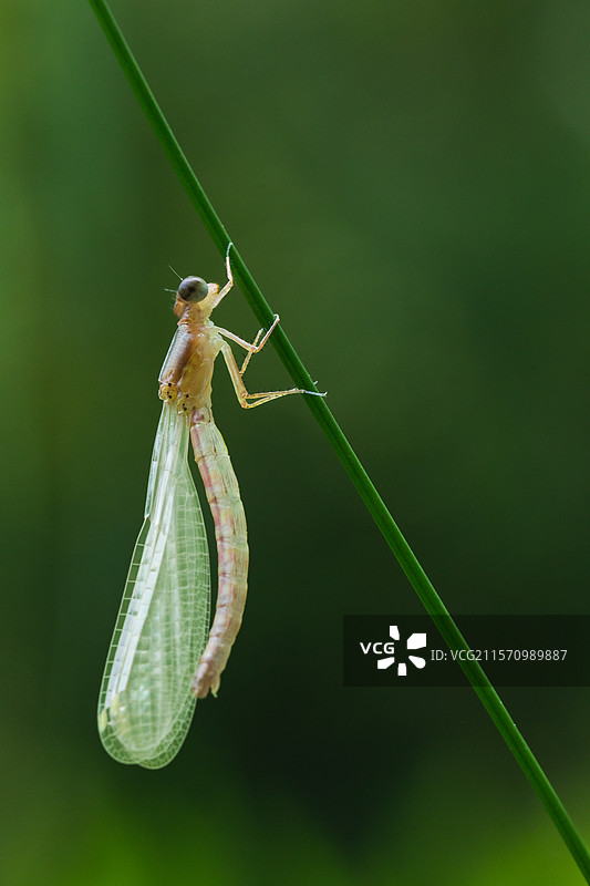 豆娘 羽化 昆虫图片素材