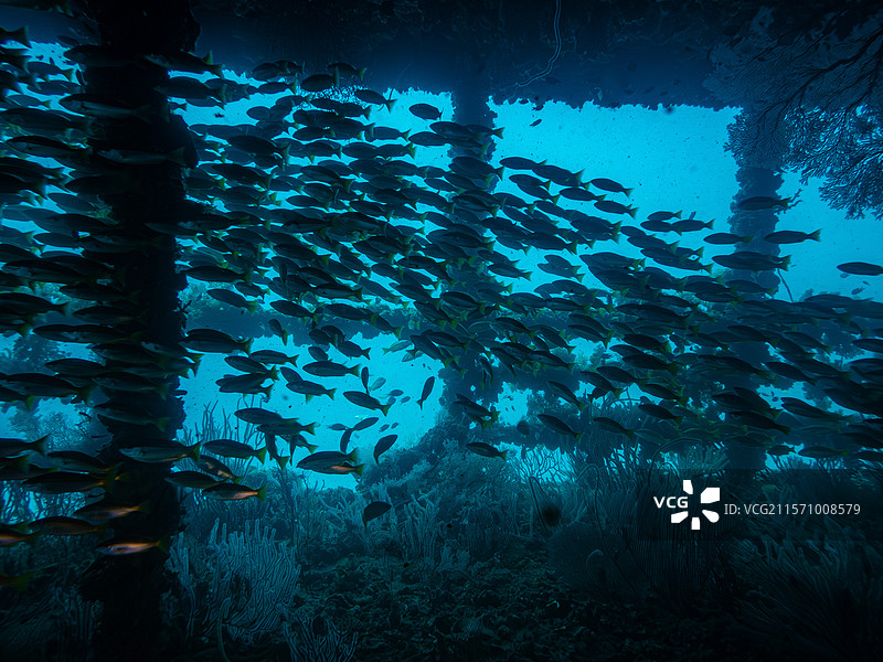 沉船探秘：文莱海底的历史与生命图片素材