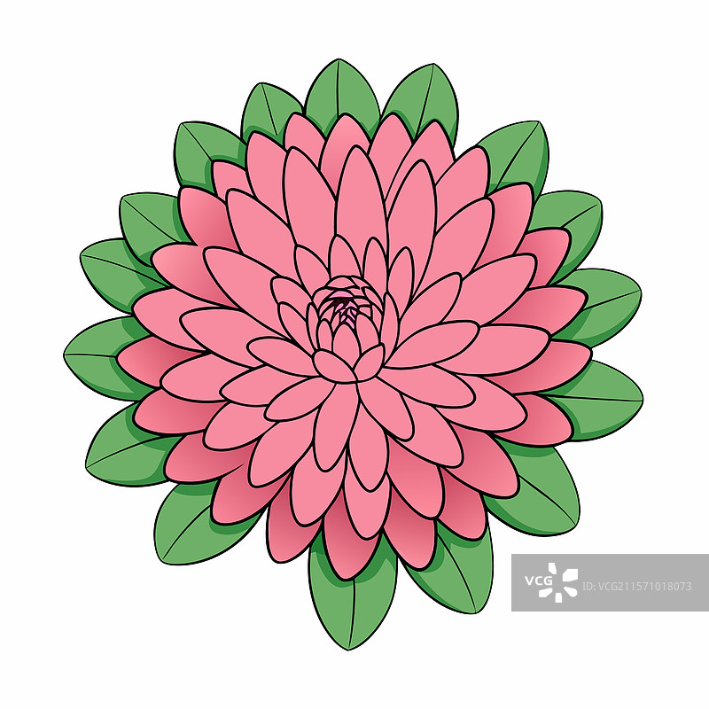 紫菀花细节设计图片素材