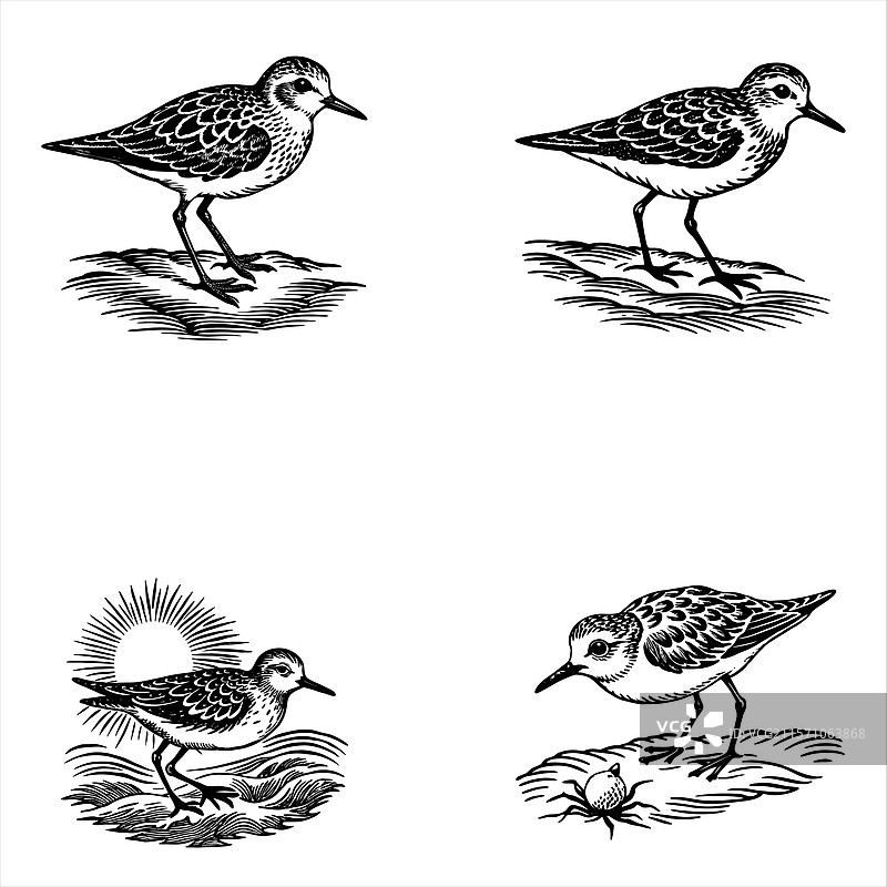 可爱的沙鸻鸟图片素材