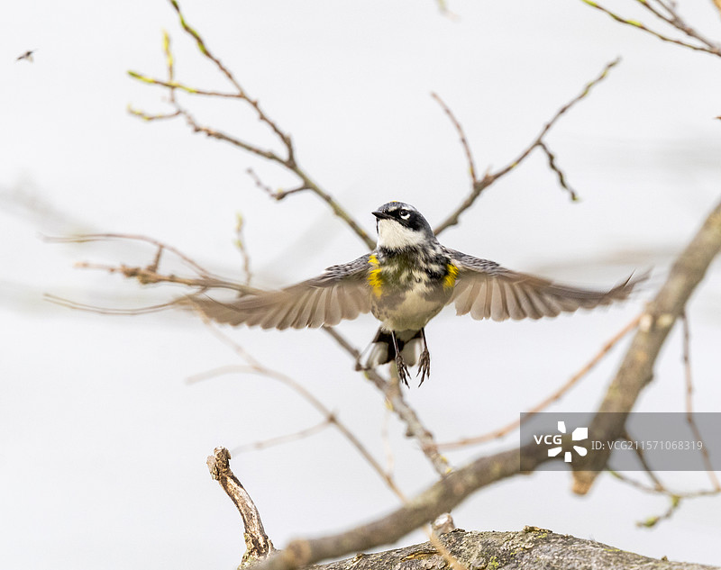 飞翔在天空中的鸣禽特写，肯塔基州列克星敦，美国图片素材