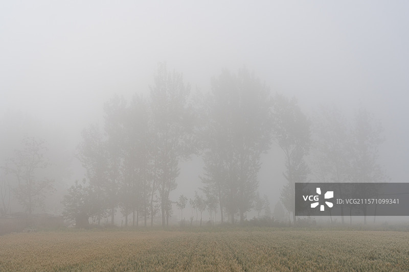 大雾中的树木和麦田图片素材