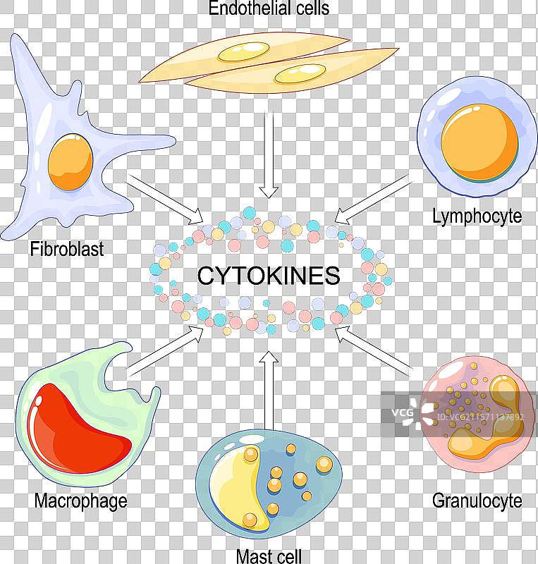 细胞因子由巨噬细胞淋巴细胞产生。图片素材