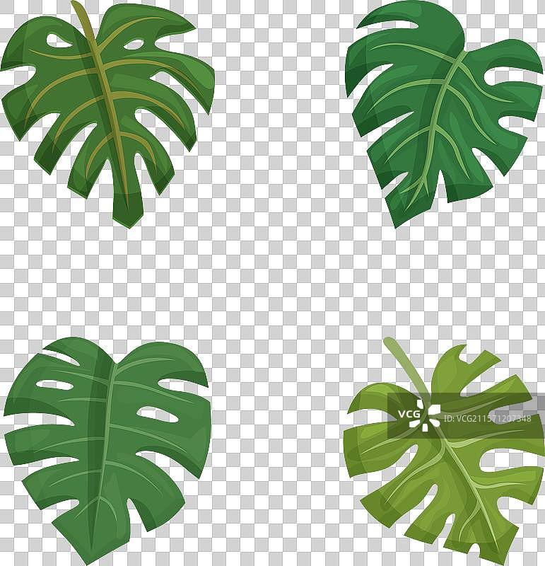 各种形状的热带龟背竹叶子组合图片素材