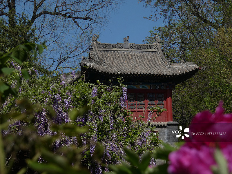牡丹盛放，花瓣层叠饱满，尽显雍容华贵之态。粉嫩娇艳，花瓣层层舒展，于翠绿叶片衬托下，尽显国色天香之姿图片素材