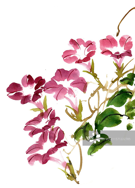 紫红色的喇叭花图片素材