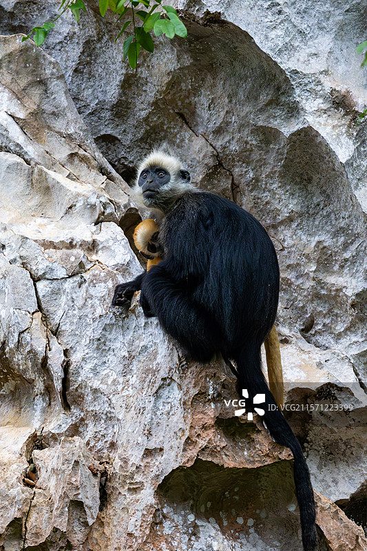 白头叶猴图片素材