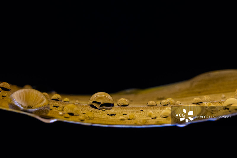 枯叶上的水珠图片素材