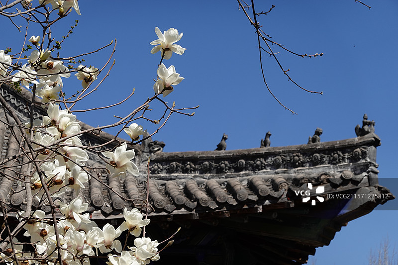 河南安阳羑里城盛开的玉兰花图片素材