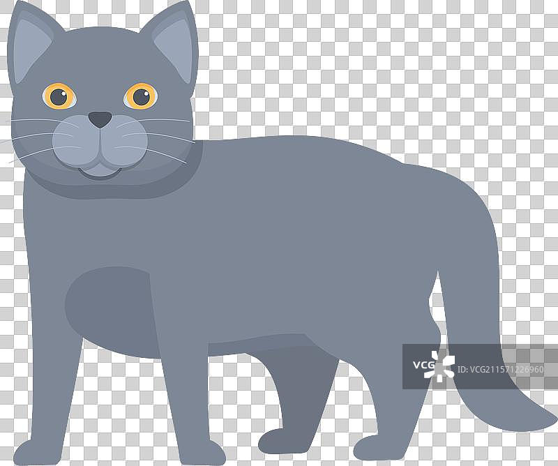 灰色的查特鲁猫站立着，向前看。图片素材