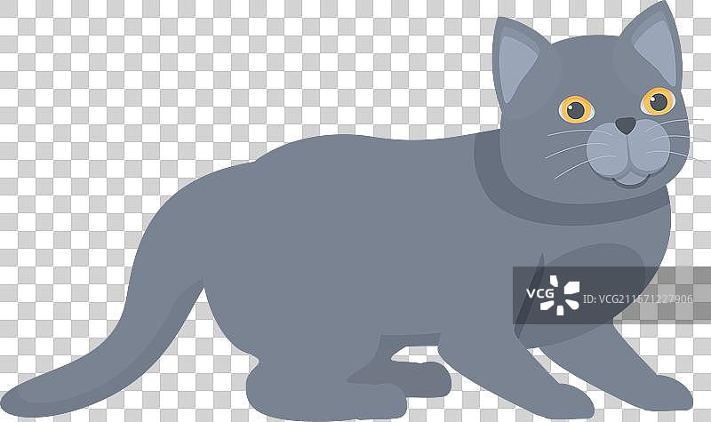 顽皮的灰色英国短毛猫在放松图片素材