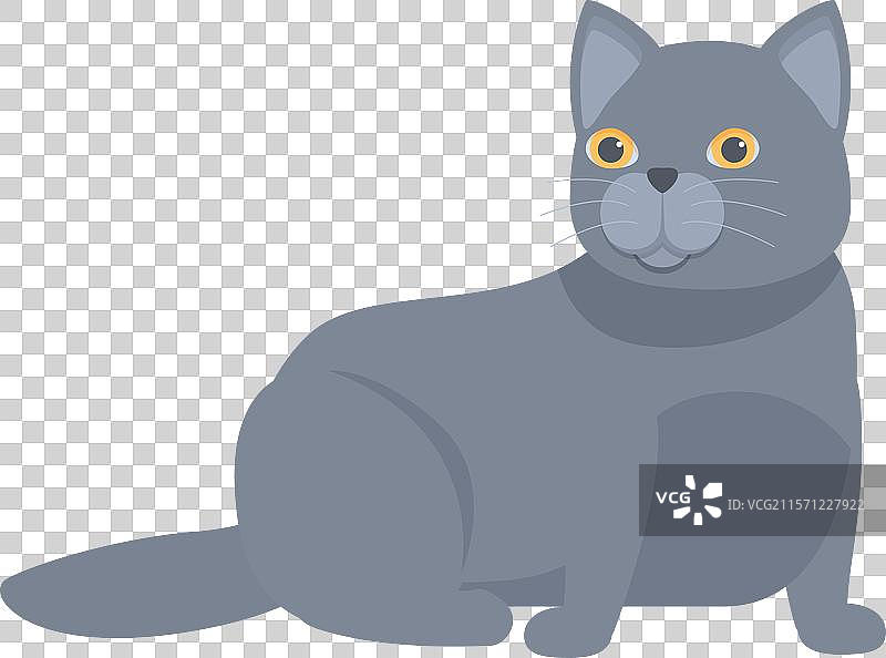 灰色英国短毛猫在地板上放松图片素材