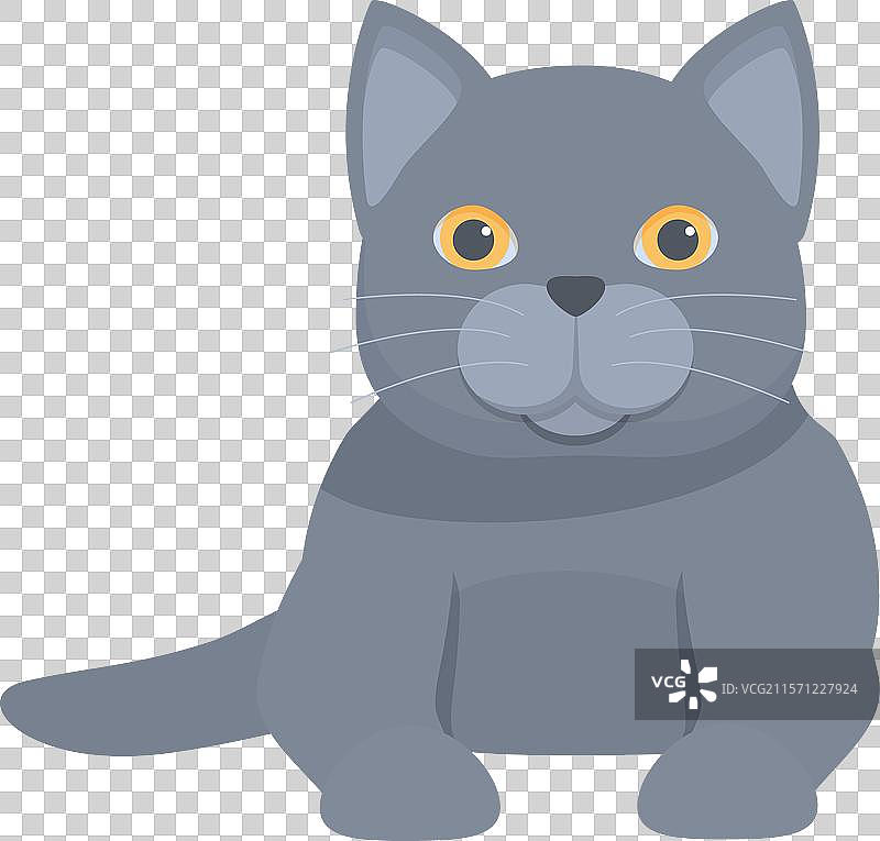 可爱的灰色英国短毛猫坐着图片素材