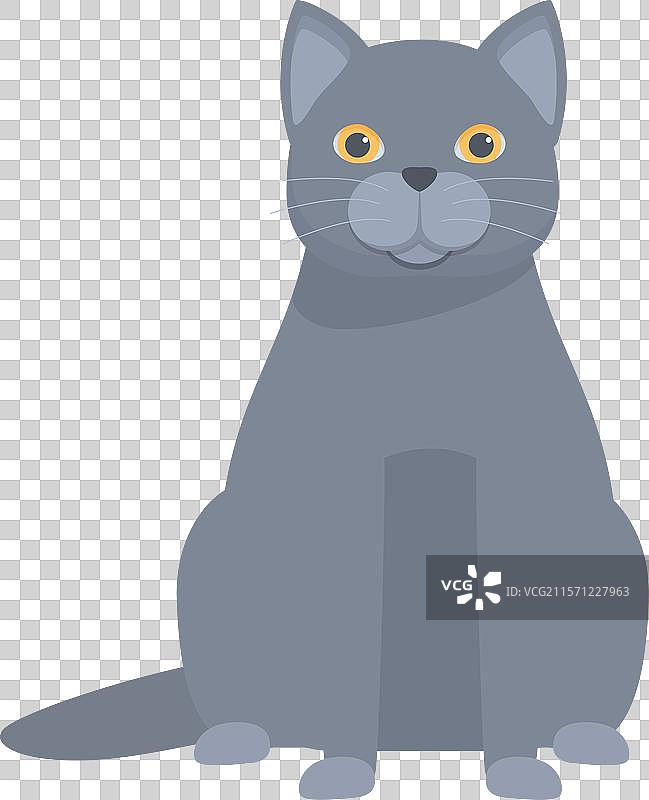 灰色的查特鲁猫坐着摆姿势等待抚摸图片素材