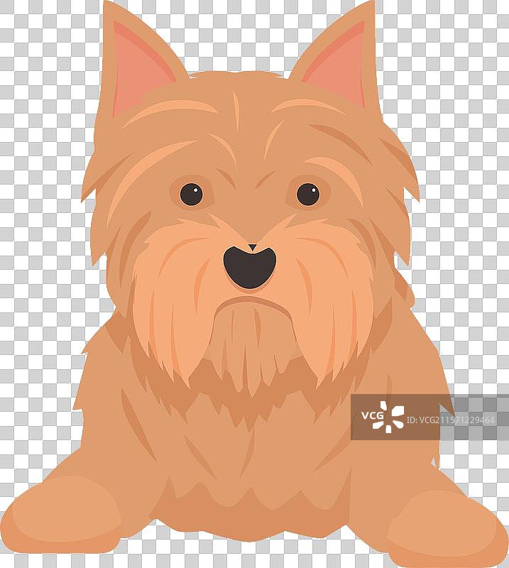 可爱的诺福克梗趴着，抬着头。图片素材