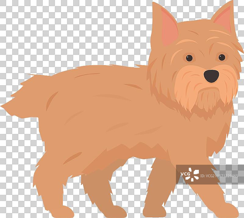 诺福克梗走路时短腿和长身材图片素材