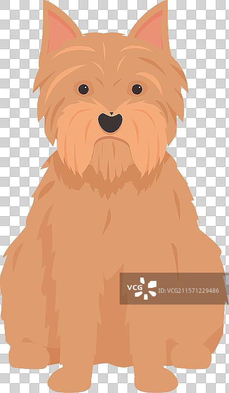 诺福克梗犬坐着直视前方图片素材