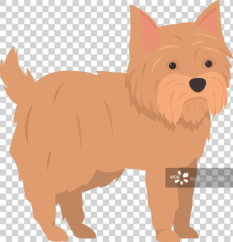 诺福克梗犬站在白色背景上图片素材