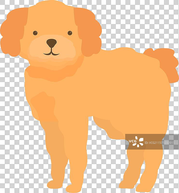 可爱的金毛贵宾犬站在白色背景上图片素材