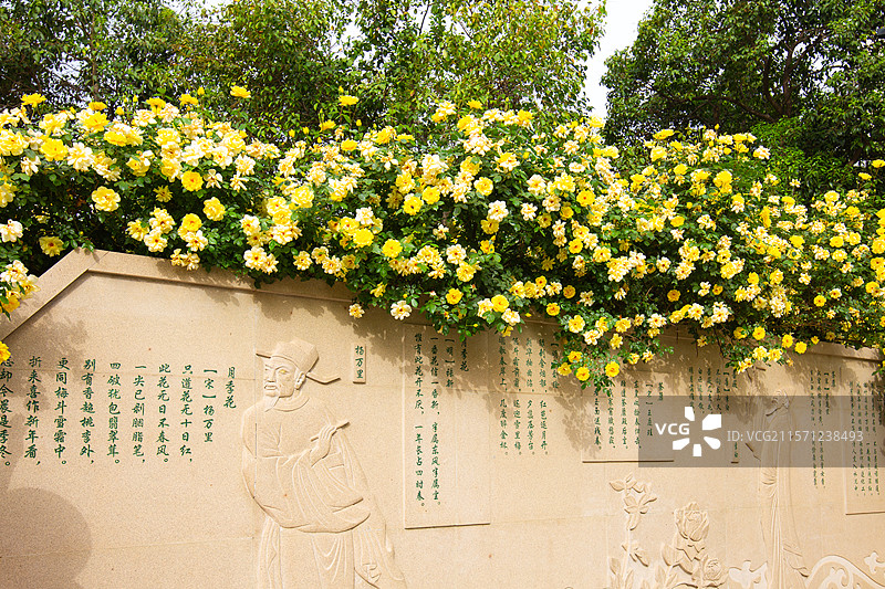 中国城市公园花墙野生植物蔷薇科蔷薇属黄刺玫文化墙蔷薇花围墙花园春天户外白昼摄影图片图片素材