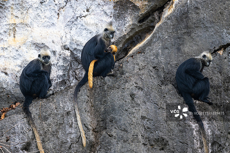白头叶猴图片素材