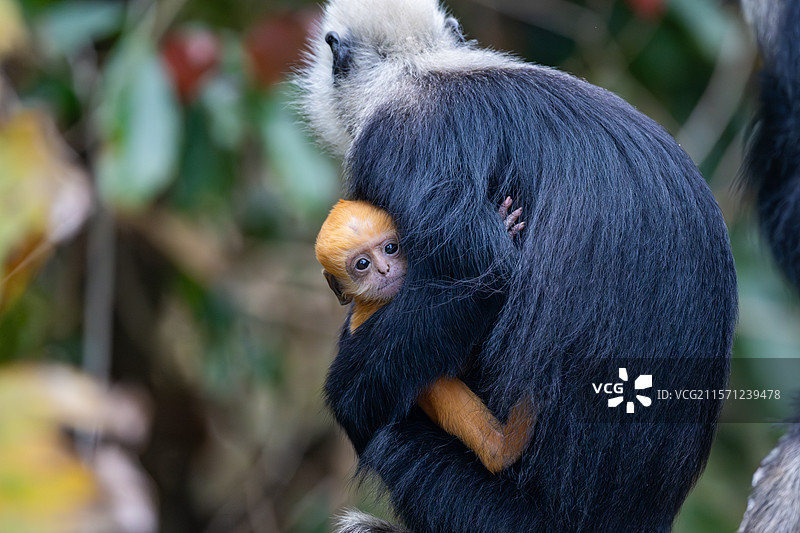 白头叶猴图片素材